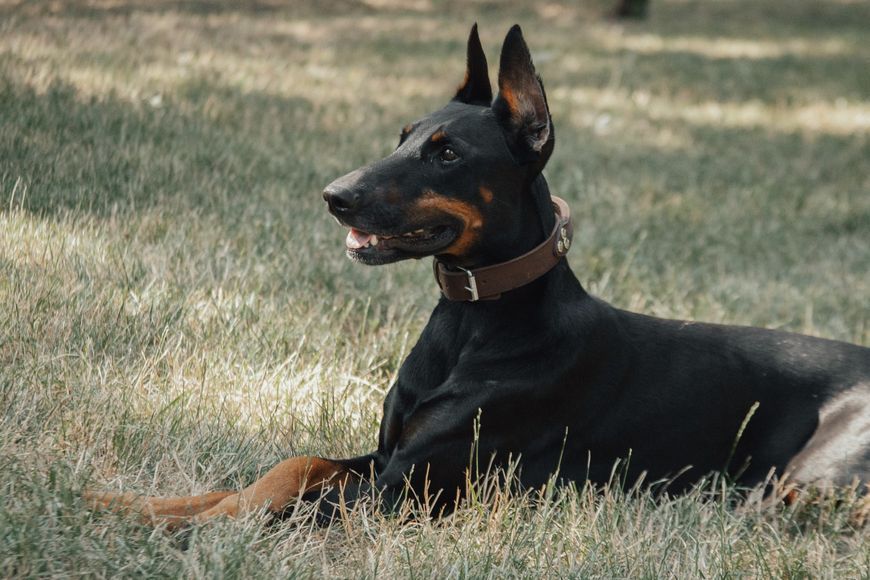 64-66 см | Нашийник шкіряний DogStock | Ширина 40 мм | Коричневий CL6466B4 фото